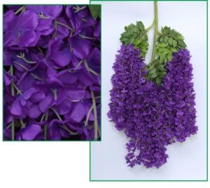 Glycine violette